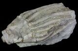 Bargain, Macrocrinus Crinoid Fossil - Crawfordsville, Indiana #68496-2